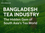 Bangladesh Tea Industry: The Hidden Gem of South Asia’s Tea World