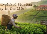 Hand- picked stories: A day in the life at Kapnapahar Tea Estate